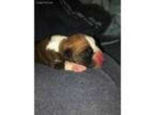 Boxer Puppy for sale in Kansas City, KS, USA