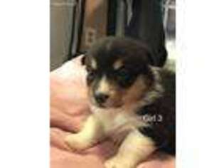 Pembroke Welsh Corgi Puppy for sale in Covington, GA, USA
