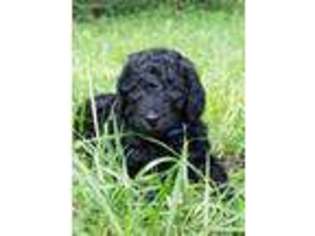 Goldendoodle Puppy for sale in Stroud, OK, USA