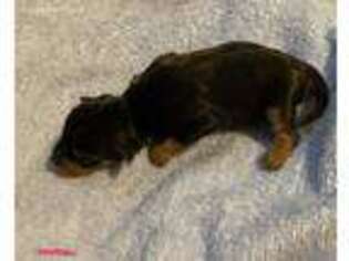 Miniature Pinscher Puppy for sale in Philadelphia, PA, USA