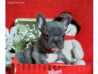 French Bulldog Puppy for sale in Grabill, IN, USA