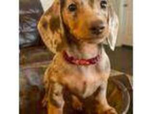 Dachshund Puppy for sale in Decatur, TX, USA