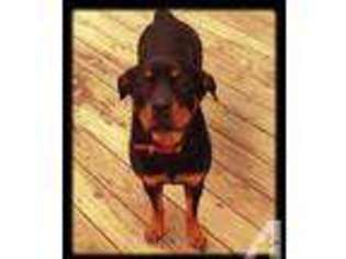 Rottweiler Puppy for sale in MARYSVILLE, OH, USA