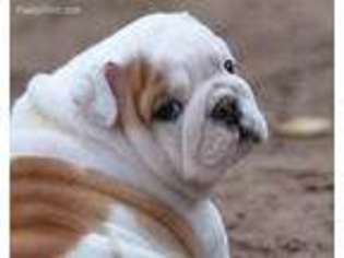 Bulldog Puppy for sale in Covington, LA, USA