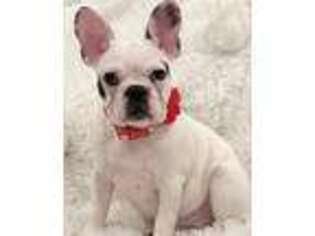 French Bulldog Puppy for sale in Pembroke Pines, FL, USA