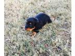 Dachshund Puppy for sale in Broxton, GA, USA