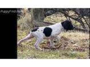 German Shorthaired Pointer Puppy for sale in Red Bluff, CA, USA