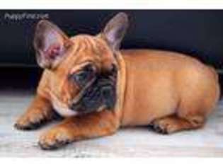 French Bulldog Puppy for sale in Gassville, AR, USA