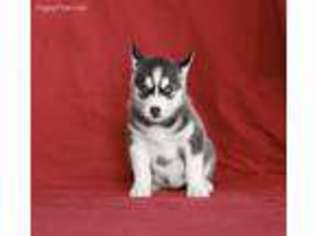 Siberian Husky Puppy for sale in Arcola, IL, USA