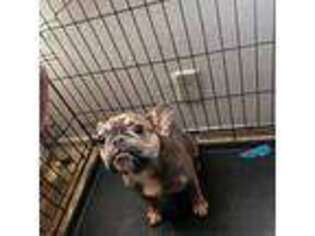 French Bulldog Puppy for sale in Irvine, CA, USA