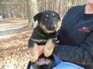 German Shepherd Dog Puppy for sale in Jesup, GA, USA