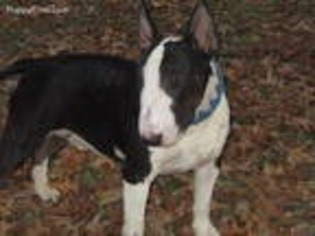 Bull Terrier Puppy for sale in Brookfield, MO, USA