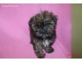 Shorkie Tzu Puppy for sale in Paterson, NJ, USA