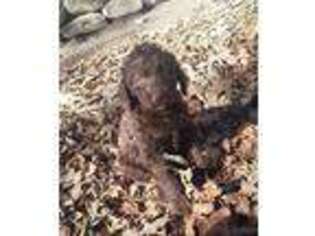 Labradoodle Puppy for sale in Hohenwald, TN, USA
