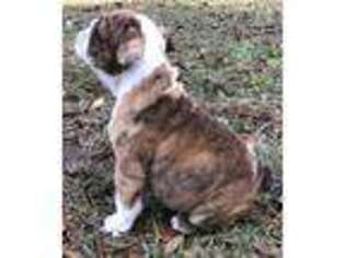Bulldog Puppy for sale in Defuniak Springs, FL, USA