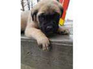 Mastiff Puppy for sale in Greensburg, IN, USA