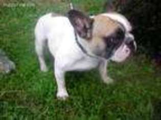 French Bulldog Puppy for sale in Williamsburg, IN, USA