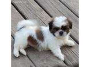 Mal-Shi Puppy for sale in Herrin, IL, USA