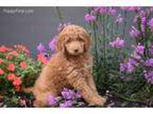 Goldendoodle Puppy for sale in Millersburg, IN, USA