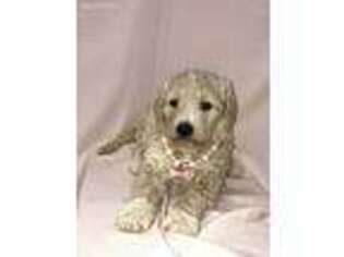 Labradoodle Puppy for sale in Climax, NC, USA