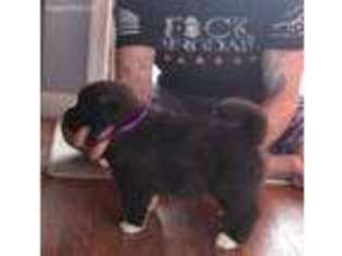 Akita Puppy for sale in Tipp City, OH, USA