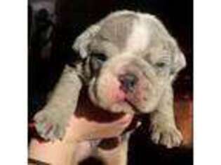 Bulldog Puppy for sale in Preston, CT, USA