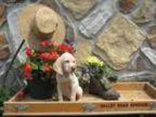 German Shorthaired Pointer Puppy for sale in Mc Clure, PA, USA