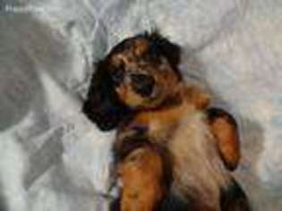 Dachshund Puppy for sale in Williamson, GA, USA
