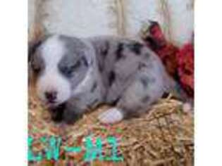 Cardigan Welsh Corgi Puppy for sale in Exeter, MO, USA