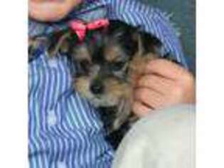 Yorkshire Terrier Puppy for sale in Eastport, MI, USA