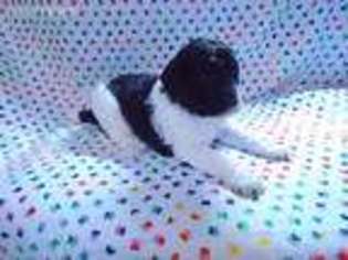 Mutt Puppy for sale in Gaithersburg, MD, USA