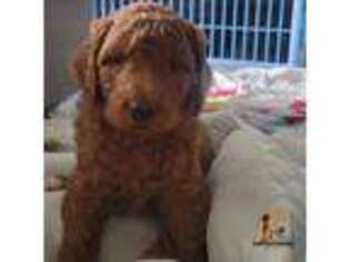 Goldendoodle Puppy for sale in Hollywood, FL, USA