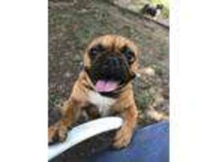 French Bulldog Puppy for sale in Gaffney, SC, USA