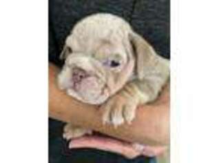 Bulldog Puppy for sale in Sherman Oaks, CA, USA