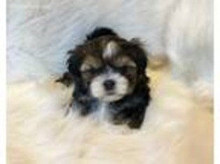 Shorkie Tzu Puppy for sale in Everett, MA, USA