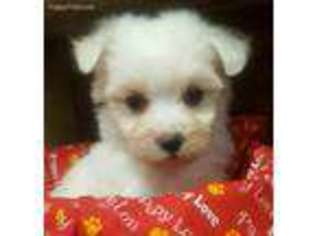 Maltese Puppy for sale in Center Ridge, AR, USA