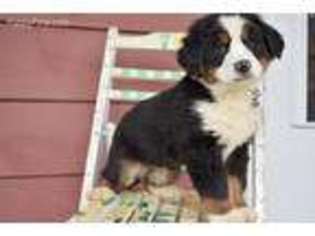 Bernese Mountain Dog Puppy for sale in Utica, OH, USA