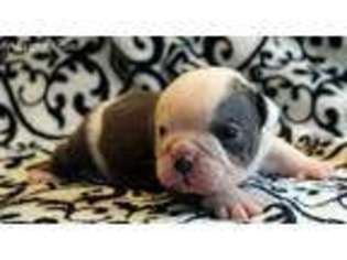 Olde English Bulldogge Puppy for sale in Mansfield, MO, USA