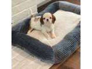 Cavalier King Charles Spaniel Puppy for sale in Washington, NC, USA