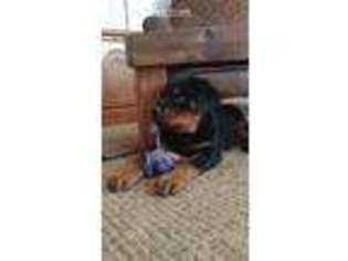 Rottweiler Puppy for sale in Idanha, OR, USA