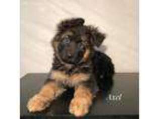 German Shepherd Dog Puppy for sale in Jacksonville, FL, USA