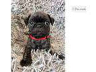 Buggs Puppy for sale in Fort Lauderdale, FL, USA