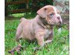 Olde English Bulldogge Puppy for sale in TALLAHASSEE, FL, USA