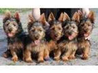 Australian Terrier Puppy for sale in Whitewood, SD, USA