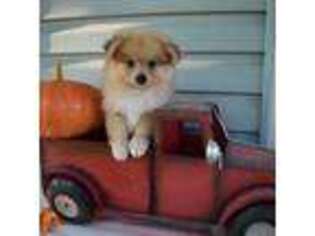 Pomeranian Puppy for sale in Mountain Grove, MO, USA