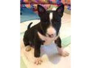 Bull Terrier Puppy for sale in Henryetta, OK, USA