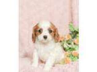 Cavalier King Charles Spaniel Puppy for sale in Mechanicsville, VA, USA