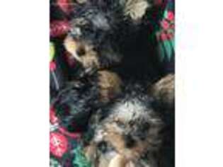 Yorkshire Terrier Puppy for sale in Denver, CO, USA