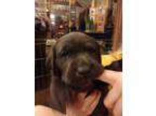 Labrador Retriever Puppy for sale in Rayville, MO, USA
