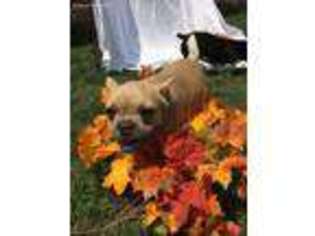 French Bulldog Puppy for sale in Marysville, CA, USA